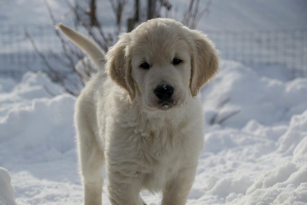 Welche Vorteile hat die Adoption von Hunden aus dem Tierheim?