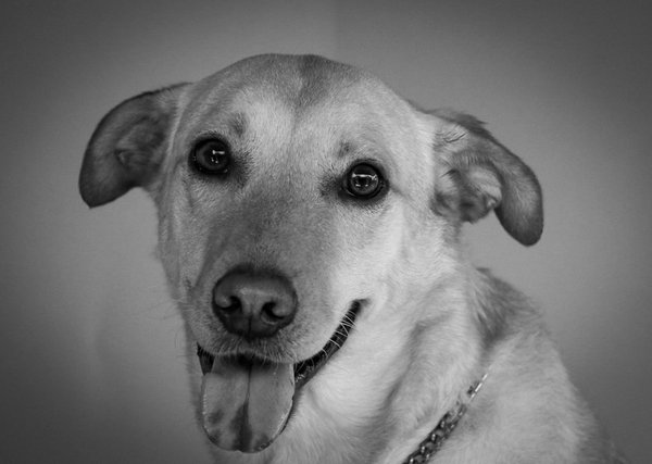 Wie unterstÃ¼tzen Tiere die Fortpflanzung anderer Arten?